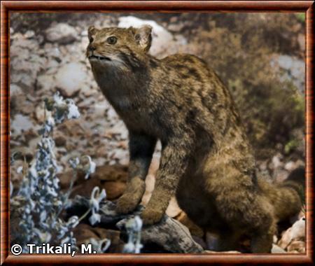 Chat sauvage de Crete musee histoire naturelle de Crete