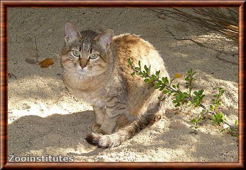 Chat sauvage de Gordon (Felis silvestris gordoni)