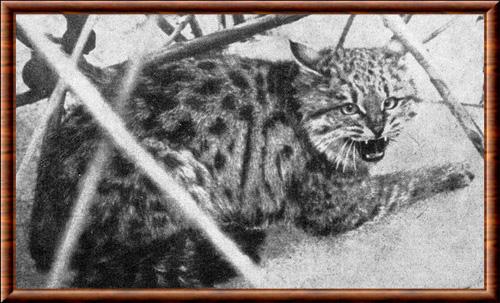 Chat sauvage de la Caspienne (Felis silvestris caudata)