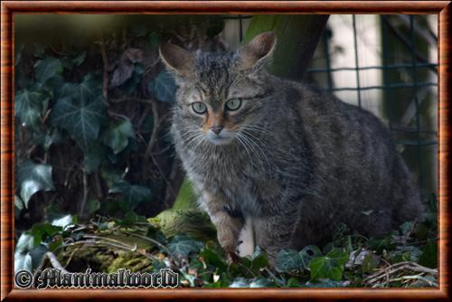 Chat sauvage (Felis silvestris)