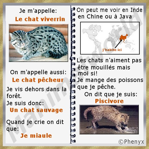 Chat viverrin fiche pour enfants