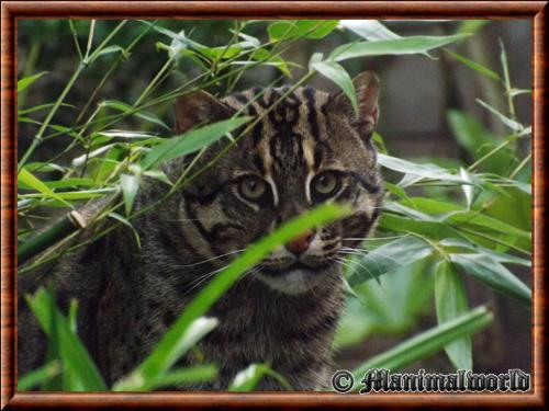 Chat viverrin gros plan