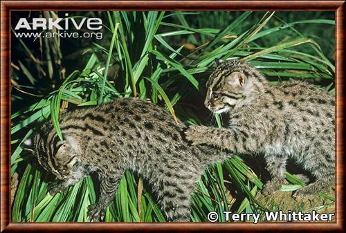 Chat viverrin juvenile