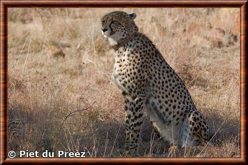 Cheetah (Acinonyx jubatus)