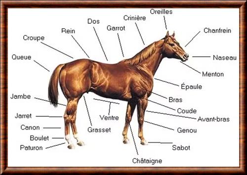 Cheval anatomie