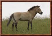 cheval de Przewalski equus przewalskii