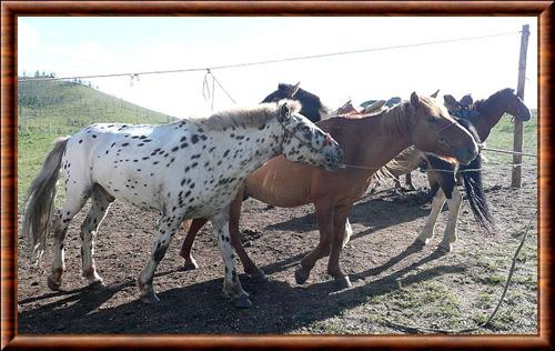 Cheval de Mongolie