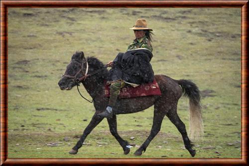 Cheval de Nangchen 01