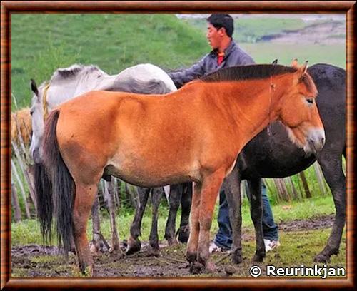 Cheval de Nangchen