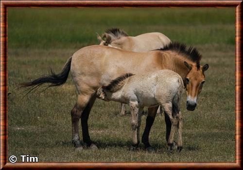 Cheval de Przewalski femelle