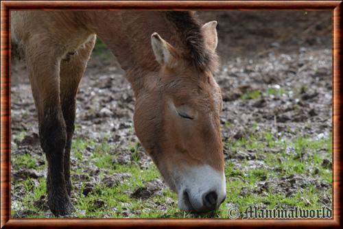 Cheval de Przewalski gros plan