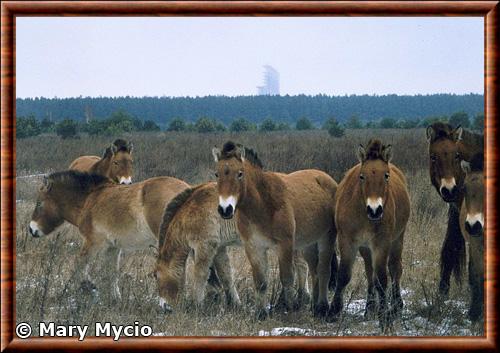 Cheval de przewalski zone exclusion de tchernobyl