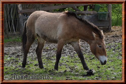 Cheval de Przewalski (Equus przewalskii)