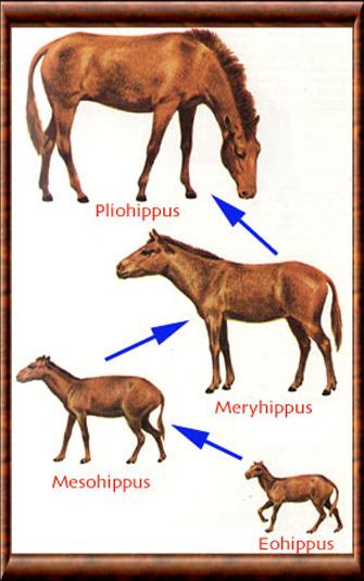 Cheval evolution