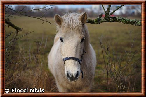 Cheval gros plan