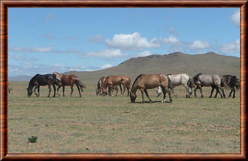 Cheval mongol parc national Gorkhi-Terelj