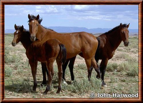 Cheval sauvage americain