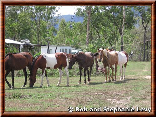 Cheval sauvage d australie