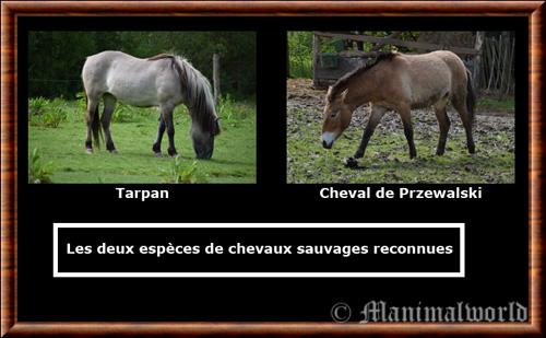 Cheval sauvage