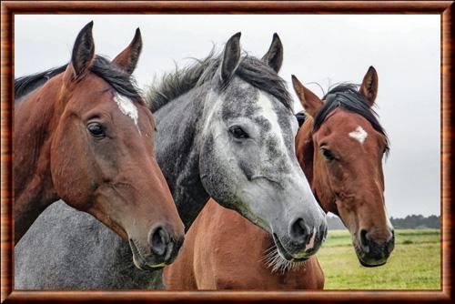 RÃ©sultat de recherche d'images pour "chevaux"