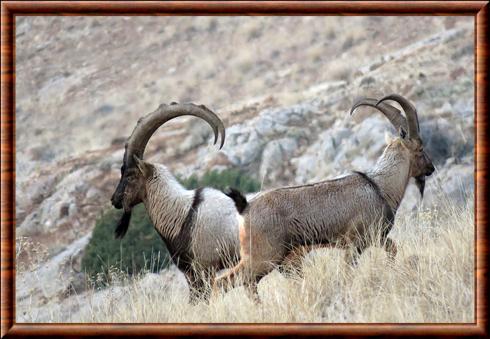 Chèvre egagre (Capra aegagrus aegagrus)