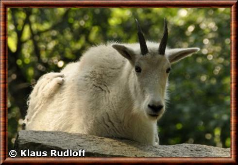 Chevre des montagnes rocheuses zoo de berlin