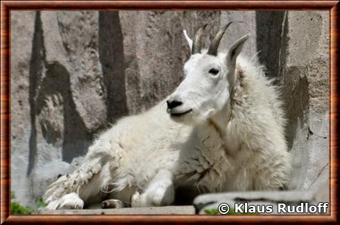 Chevre des montagnes rocheuses zoo de Moscou