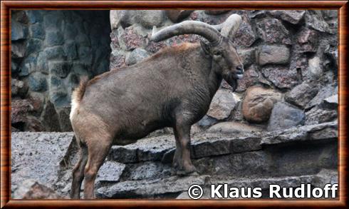 Chevre du Caucase oriental zoo de Moscou