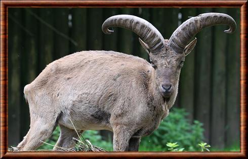 Chevre du Caucase oriental (Capra cylindricornis)