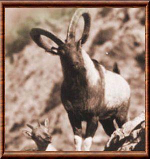 Chèvre sauvage du Pakistan (Capra hircus chialtanensis)