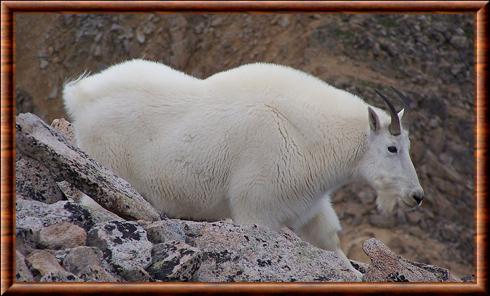 Chevre des montagnes rocheuses Colorado