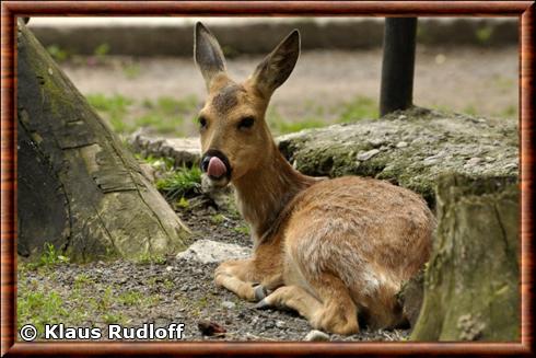 Chevreuil d'Asie zoo Amalty