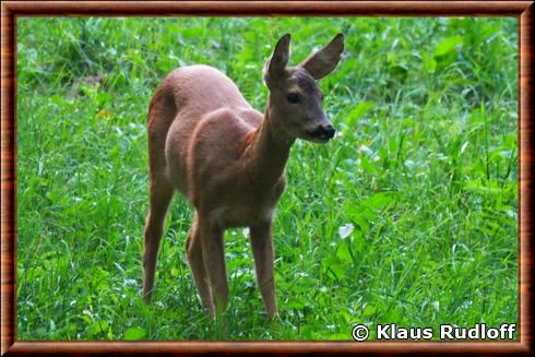 Sifflet chevreuil Nordik - Hunting Europe