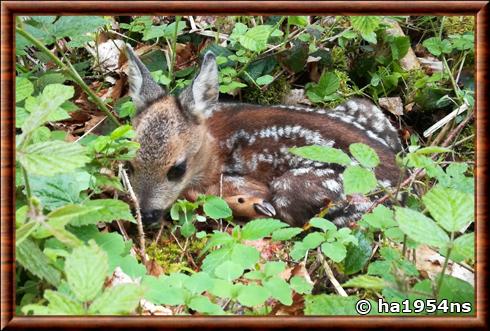 Chevreuil europeen juvenile