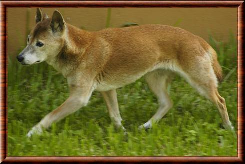 Chien chanteur de Nouvelle-Guinée (Canis lupus hallstromi)