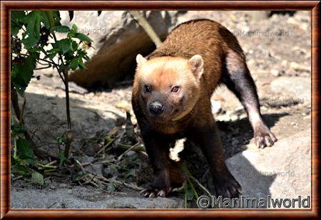 Chien des buissons (Speothos venaticus)