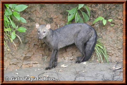 Chien des buissons aux oreilles courtes en Equateur