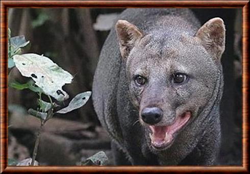 Chien des buissons aux oreilles courtes gros plan.jpg