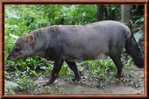 Chien des buissons aux oreilles courtes (Atelocynus microtis)