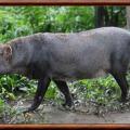 Chien des buissons aux oreilles courtes