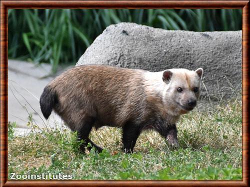 Chien des buissons au zoo de Détroit, USA Chien des buissons zoo de Detroit