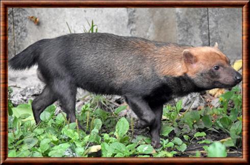 Chien des buissons zoo de Moscou