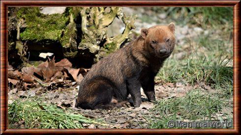 Chien des buissons au zoo de Mulhouse