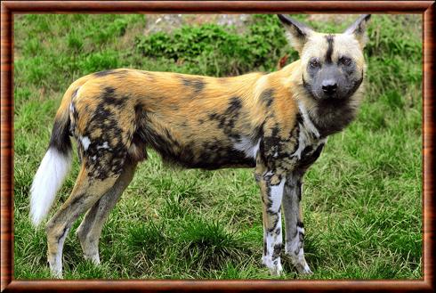 Chien sauvage d'Afrique