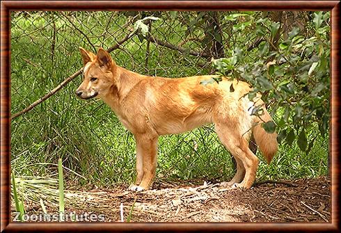 Chien sauvage d’Australie