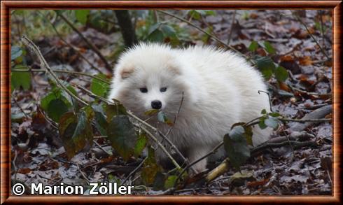 Chien viverrin blanc