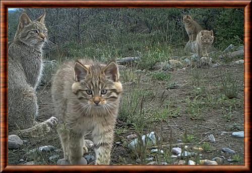 Chinese mountain cat (Felis bieti)