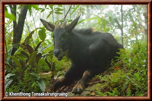 Chinese serow