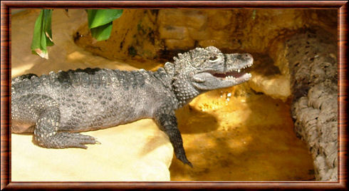 Chinese alligator