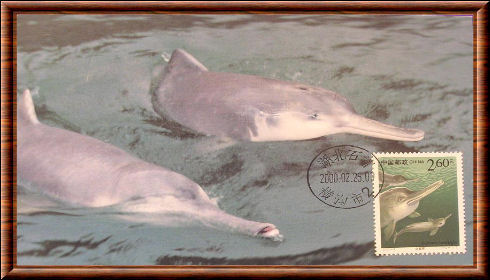 Chinese River Dolphin